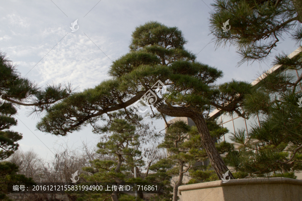 黑松,大型盆景,中國唐苑