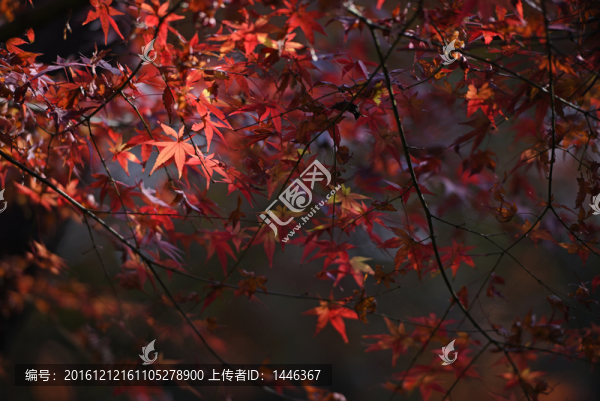 秋韻