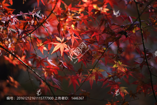 紅葉
