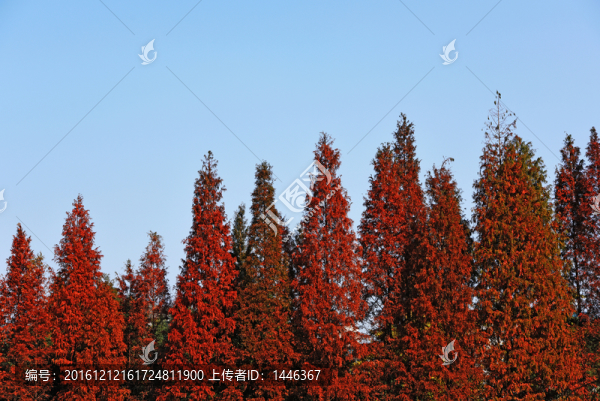 水杉