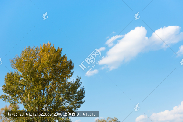 樹(shù)木天空背景素材,自然背景
