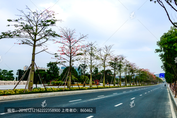 城市道路綠化