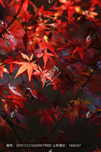 秋意,陽光