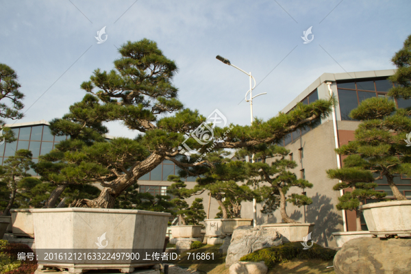 黑松,大型盆景,中國(guó)唐苑