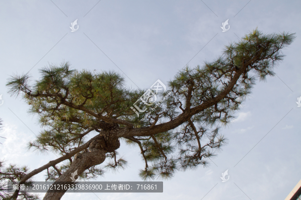 黑松,中國(guó)唐苑