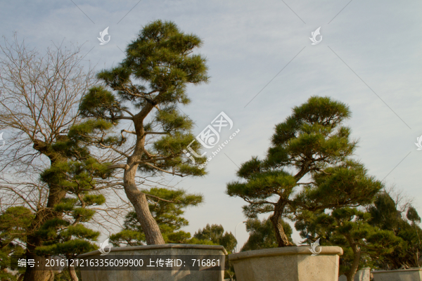 黑松,大型盆景,中國(guó)唐苑