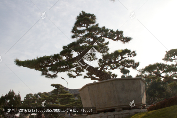 黑松,大型盆景,中國(guó)唐苑