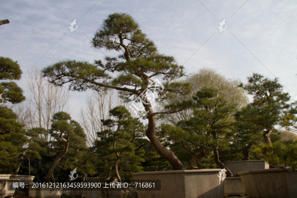 黑松,大型盆景,中國唐苑