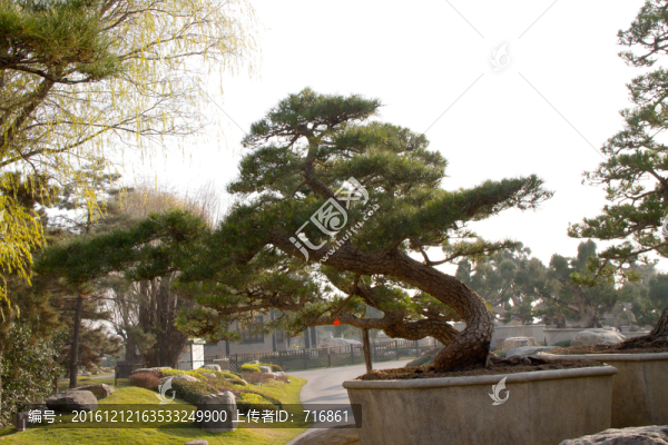 黑松,大型盆景,中國唐苑