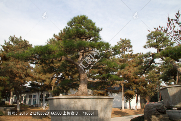 黑松,大型盆景,中國唐苑