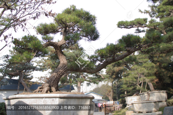 黑松,大型盆景,中國唐苑