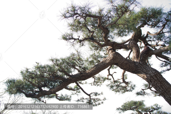 黑松,大型盆景,中國唐苑