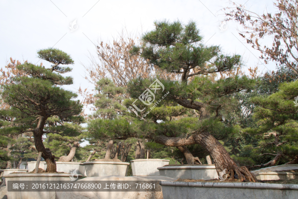 黑松,大型盆景,中國(guó)唐苑
