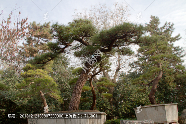 黑松,大型盆景,中國(guó)唐苑