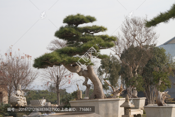 黑松,大型盆景