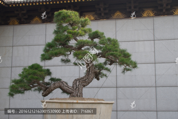 黑松,大型盆景
