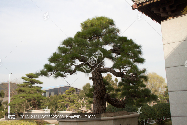 黑松,大型盆景