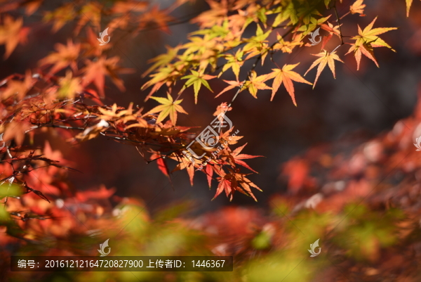 秋韻