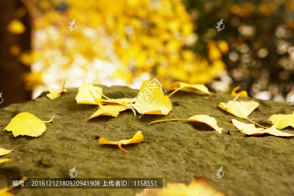 秋葉