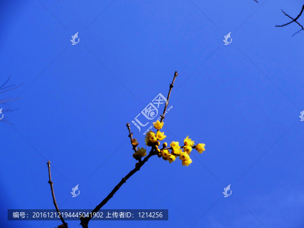 黃色臘梅
