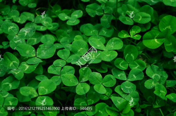 三葉草