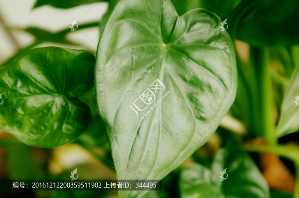 綠蘿