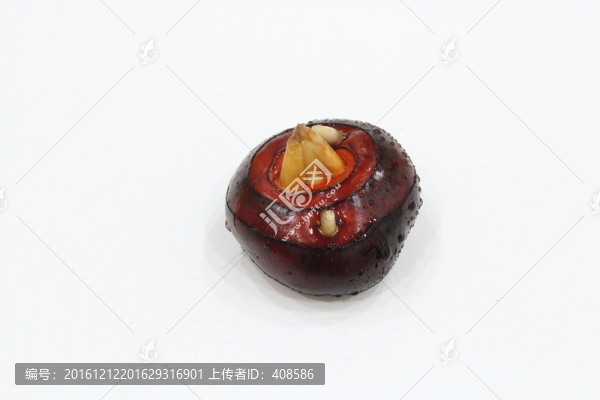 荸薺,新鮮荸薺