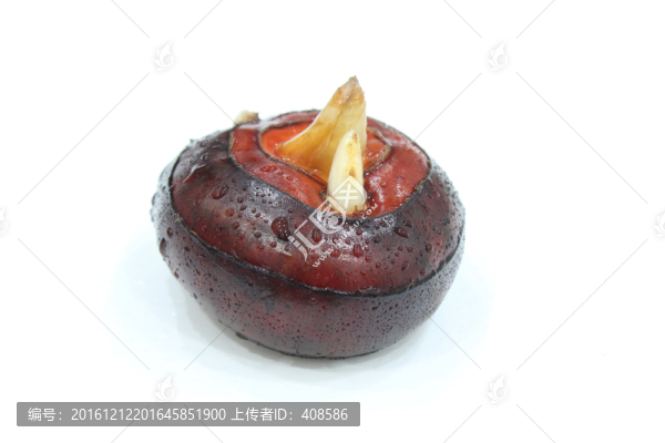 荸薺,新鮮荸薺