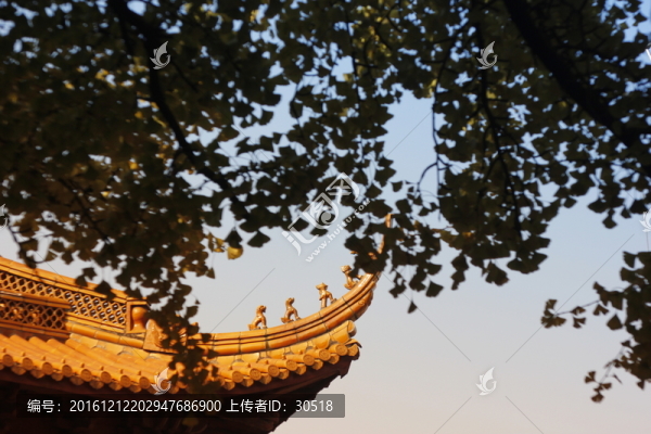 銀杏語錄后續(xù)