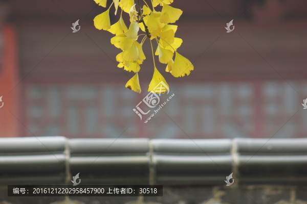 銀杏語錄后續(xù)