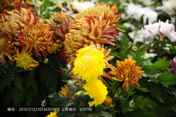 菊花