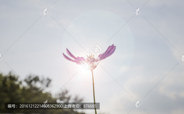 格桑花