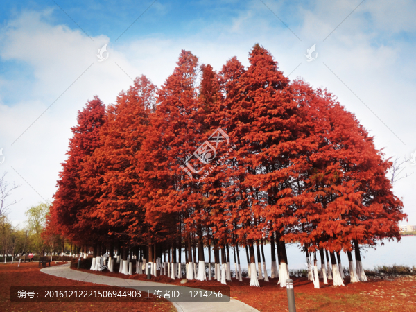 紅杉樹