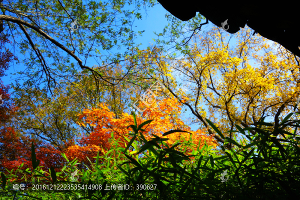 樹枝天空,紅葉藍(lán)天