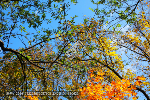 樹(shù)枝天空,紅葉藍(lán)天