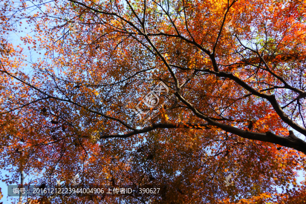 紅葉藍(lán)天