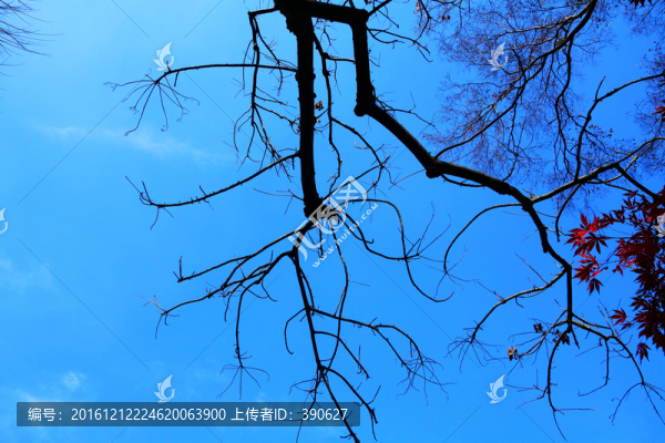 樹(shù)葉天空