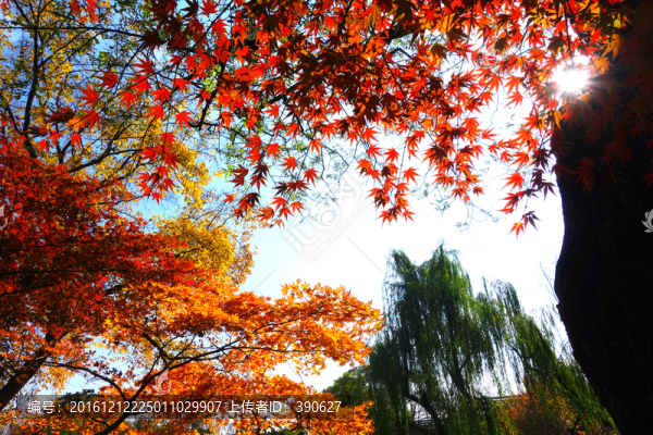 紅葉藍(lán)天