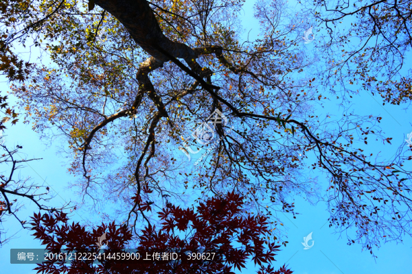 樹枝天空