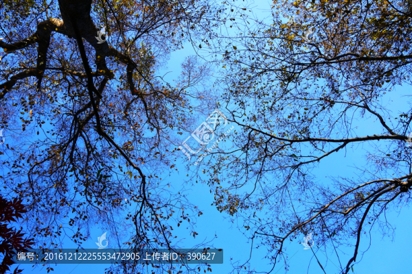 樹枝天空