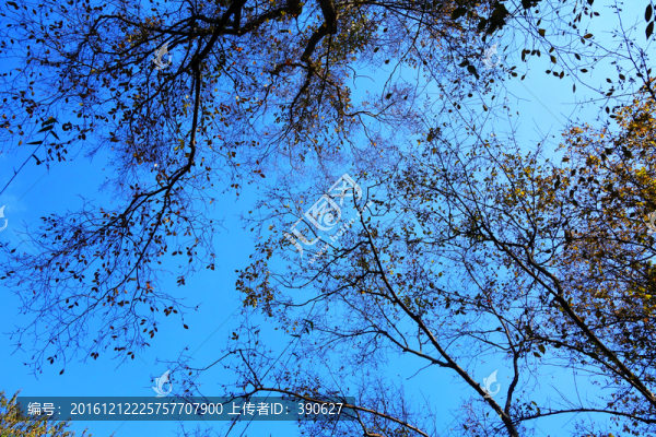 樹枝天空
