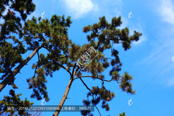 樹枝藍(lán)天