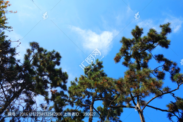 樹(shù)枝藍(lán)天