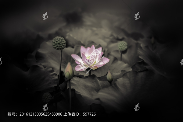 荷塘月色