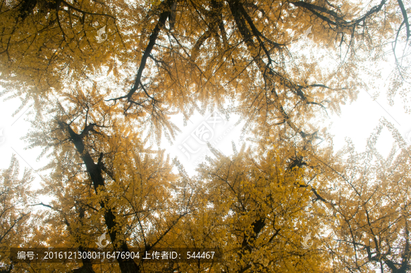 千年銀杏樹