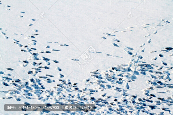 雪,雪痕,雪地,白雪,腳印,冬