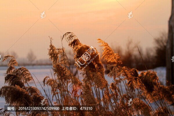 蘆葦,夕陽,生態(tài)