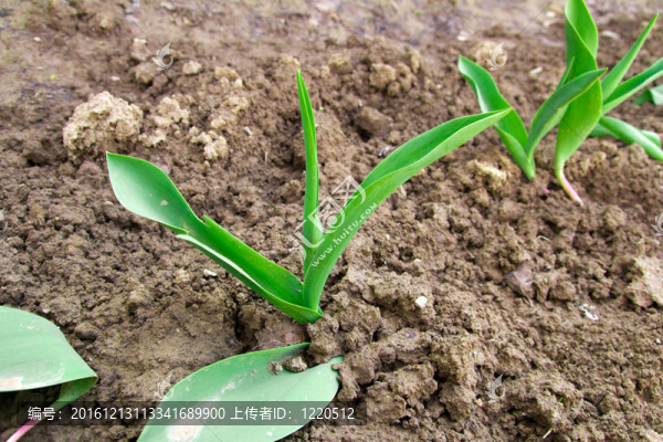 地上的郁金香葉子