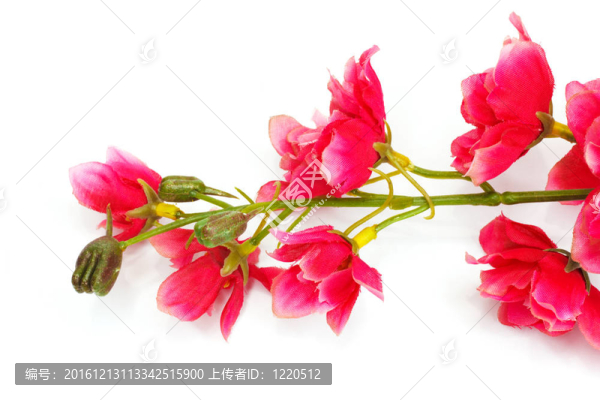 櫻花；櫻花花；白色背景分離