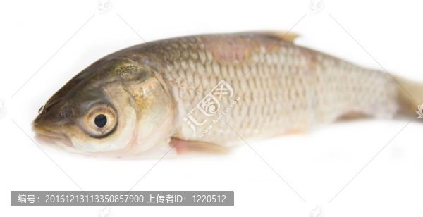 白草魚
